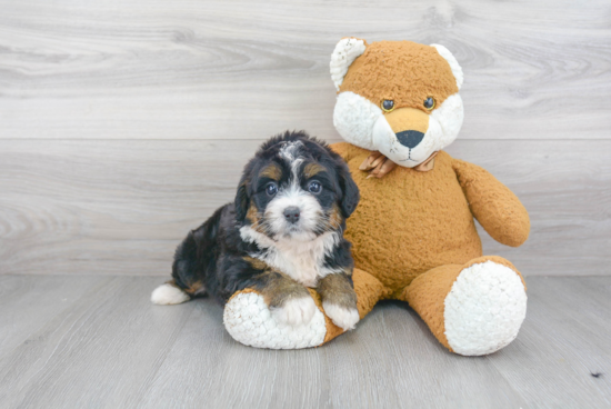 Mini Bernedoodle Puppy for Adoption