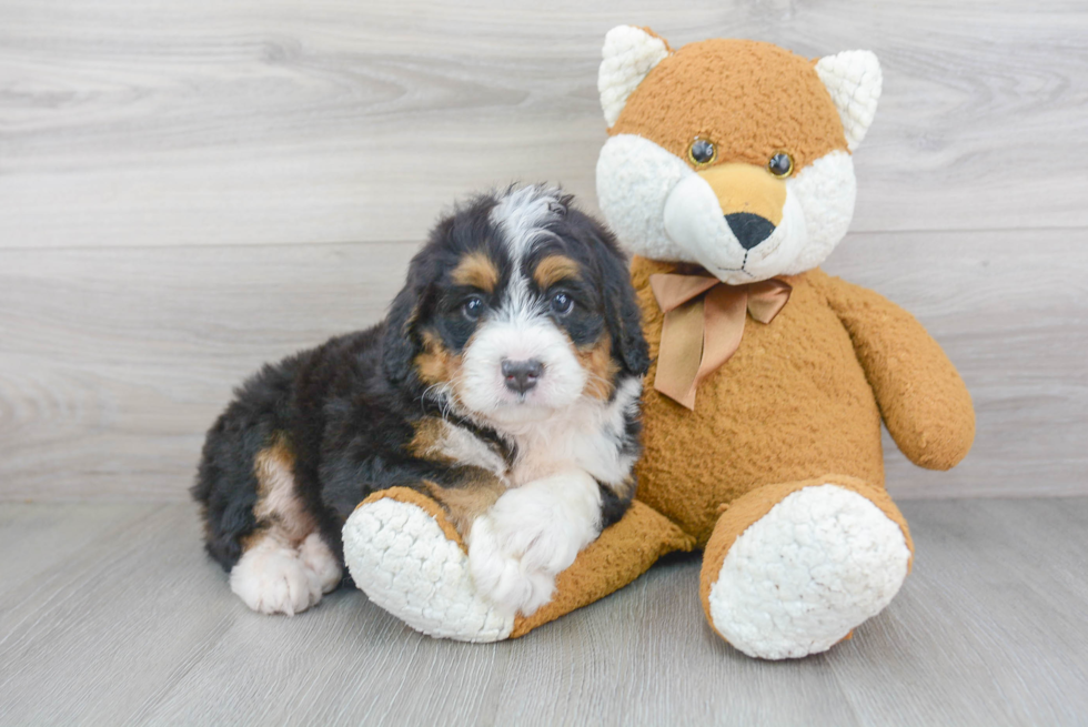 Energetic Bernadoodle Poodle Mix Puppy