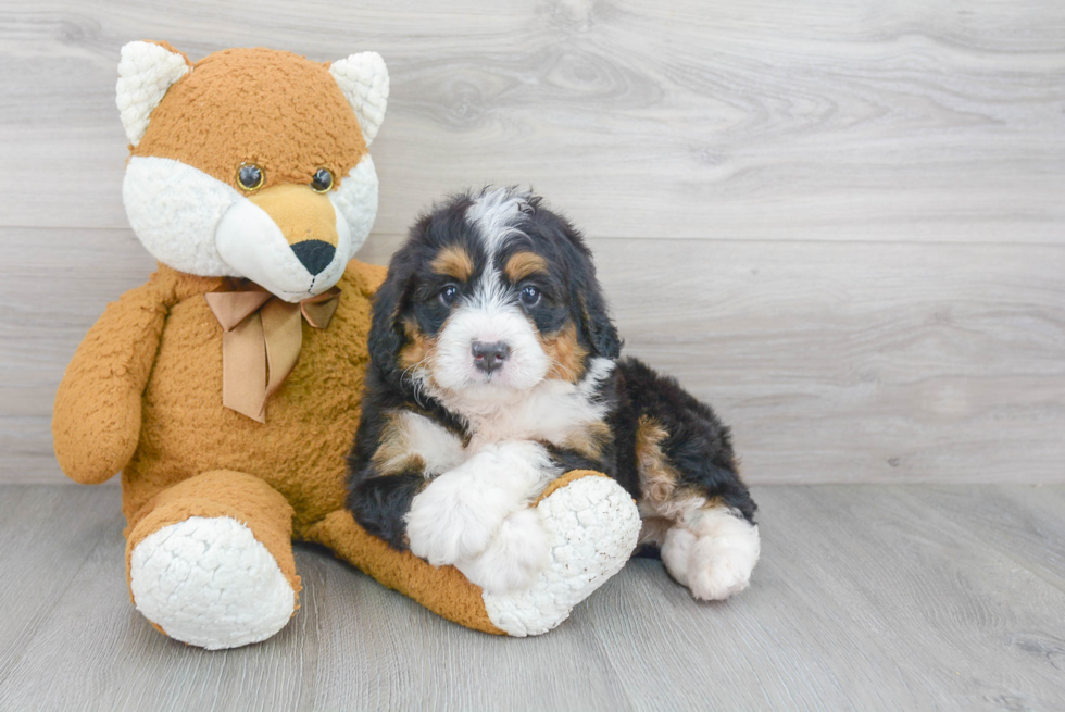 Smart Mini Bernedoodle Poodle Mix Pup