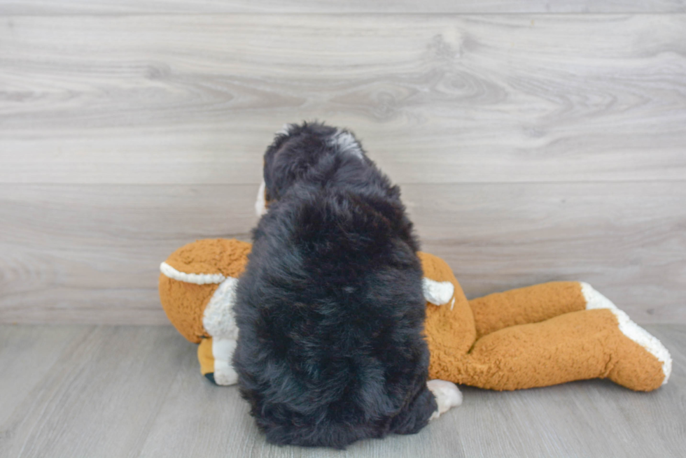 Mini Bernedoodle Puppy for Adoption