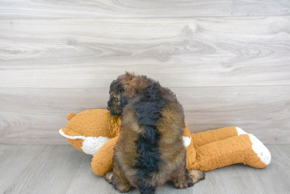 Best Mini Bernedoodle Baby