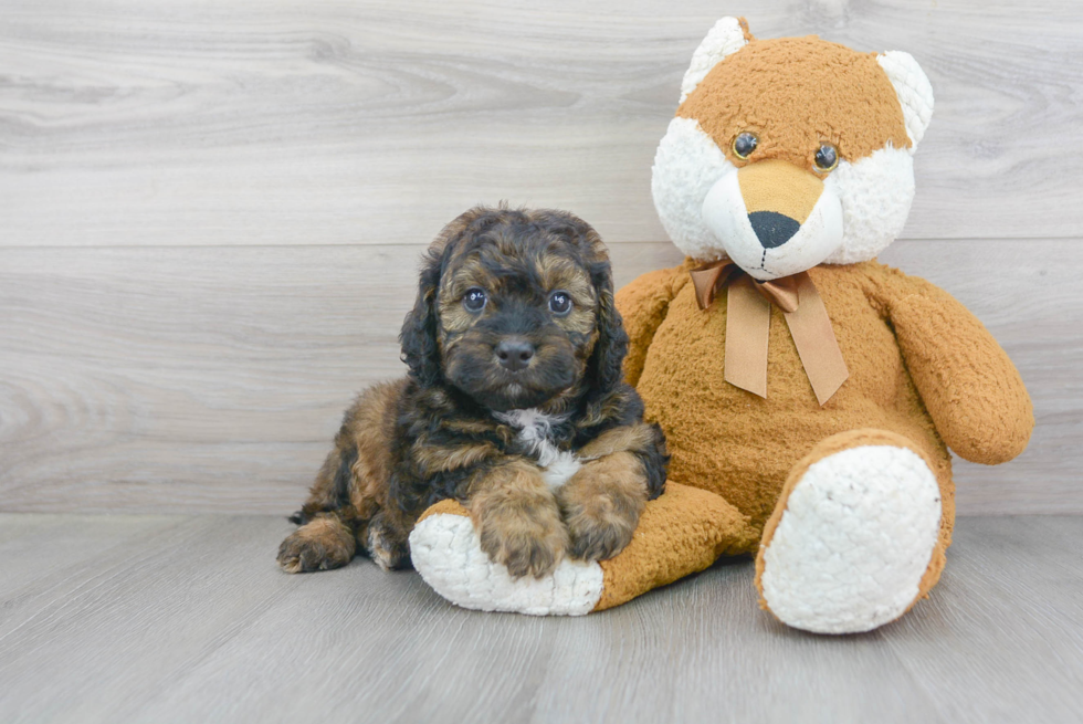 Fluffy Mini Bernedoodle Poodle Mix Pup