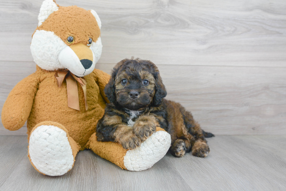 Energetic Mini Berniedoodle Poodle Mix Puppy