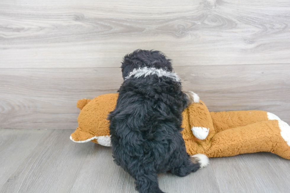 Best Mini Bernedoodle Baby