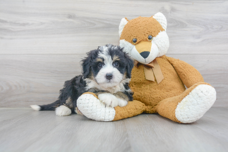 Mini Bernedoodle Pup Being Cute