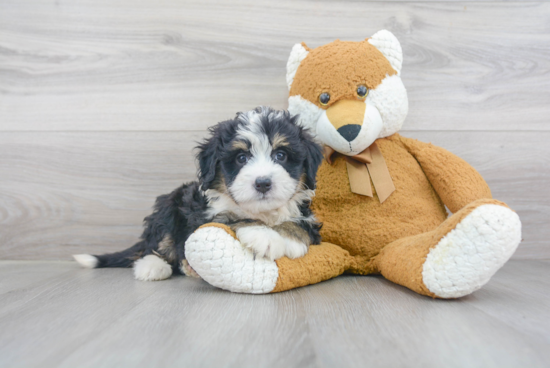 Mini Bernedoodle Pup Being Cute