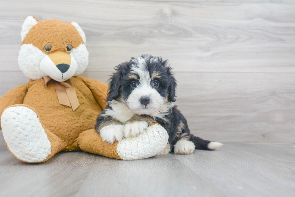 Mini Bernedoodle Puppy for Adoption