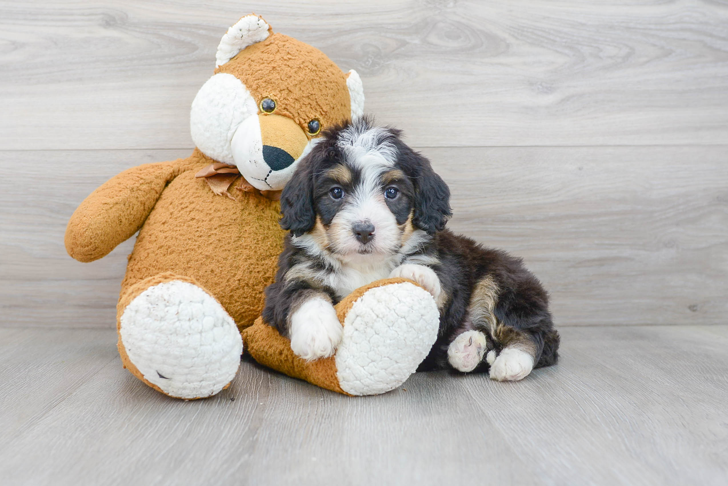 Best Mini Bernedoodle Baby