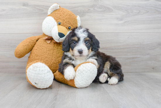 Best Mini Bernedoodle Baby