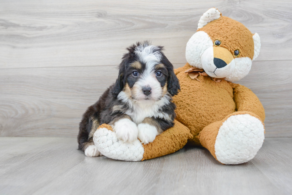 Best Mini Bernedoodle Baby