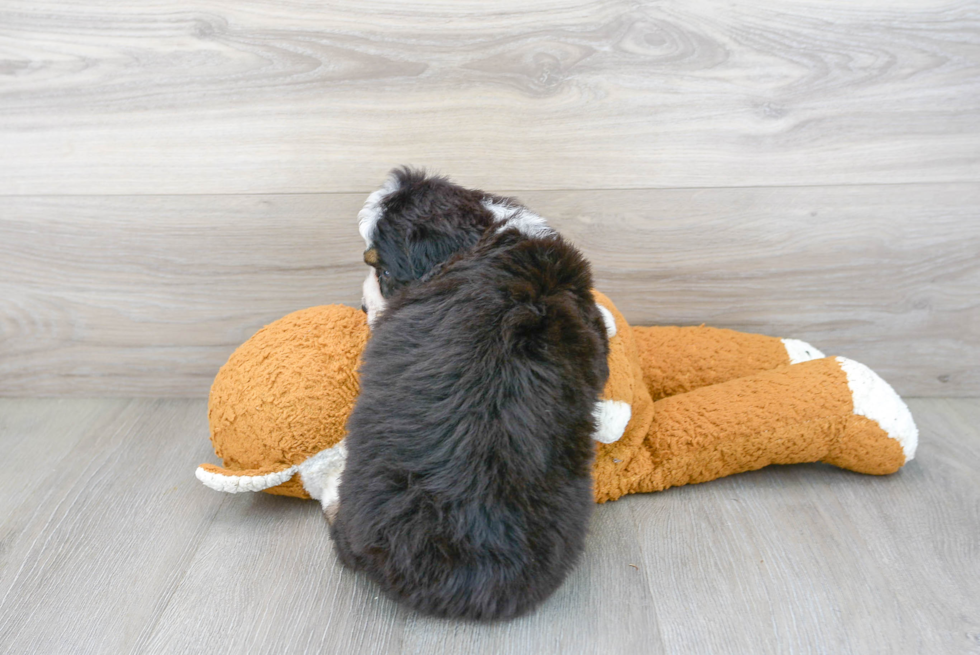 Mini Bernedoodle Pup Being Cute