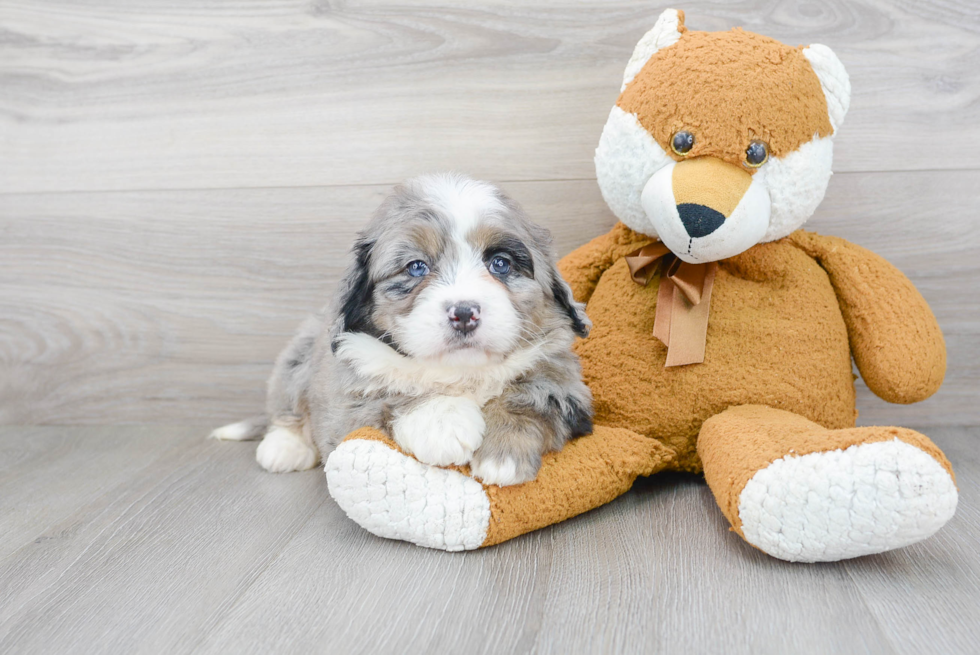 Best Mini Bernedoodle Baby