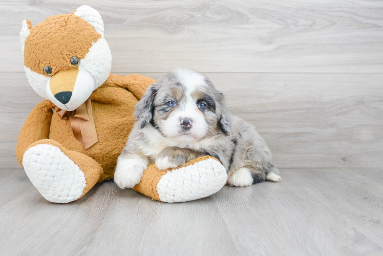 Mini Bernedoodle Pup Being Cute