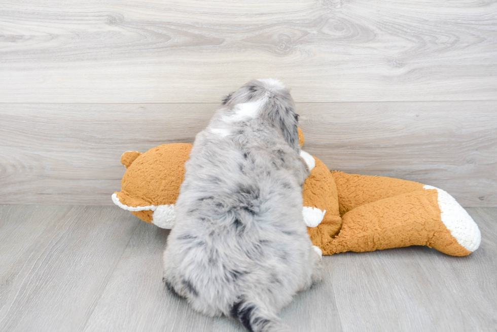 Mini Bernedoodle Pup Being Cute