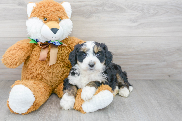 Funny Mini Bernedoodle Poodle Mix Pup