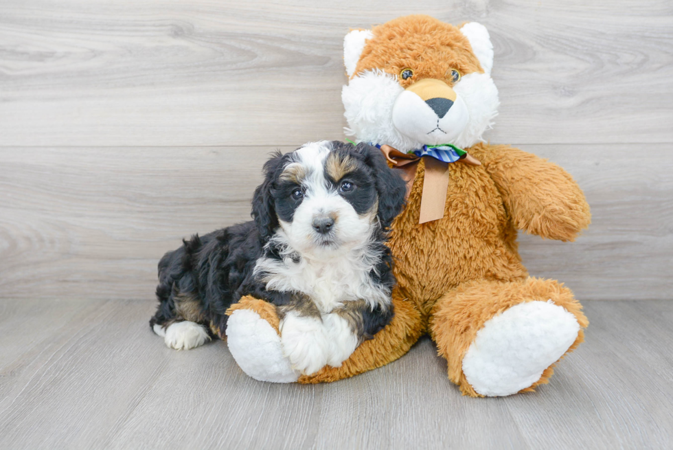 Best Mini Bernedoodle Baby