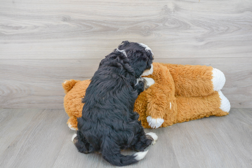 Hypoallergenic Bernadoodle Poodle Mix Puppy