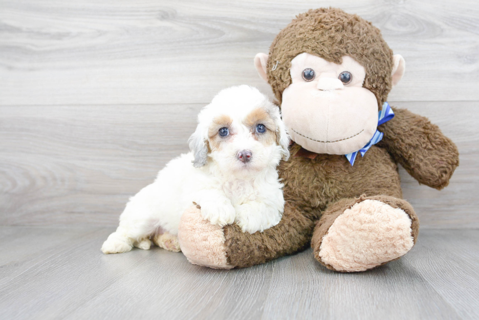 Petite Mini Bernedoodle Poodle Mix Pup