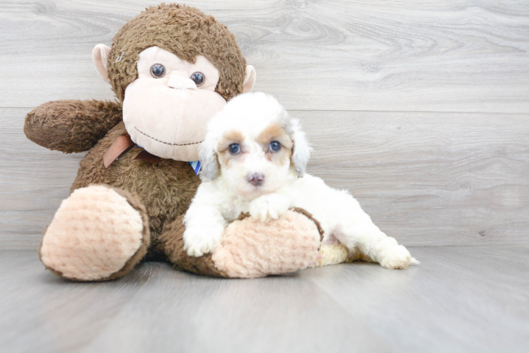 Mini Bernedoodle Pup Being Cute