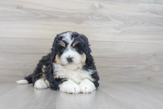 Little Bernadoodle Poodle Mix Puppy