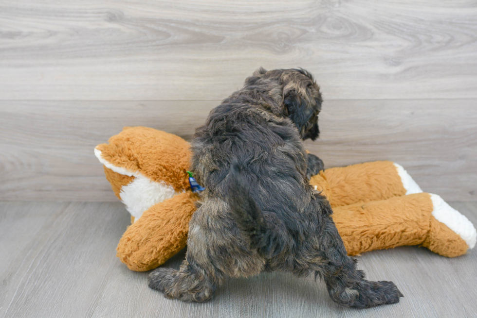 Little Mini Berniedoodle Poodle Mix Puppy