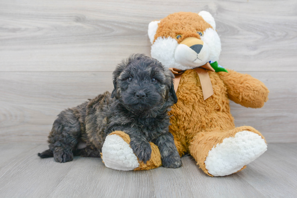 Mini Bernedoodle Pup Being Cute