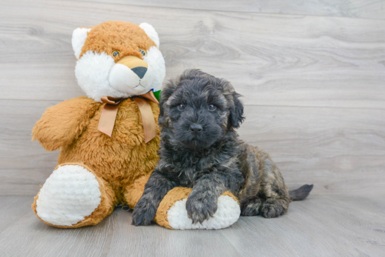 Energetic Bernadoodle Poodle Mix Puppy