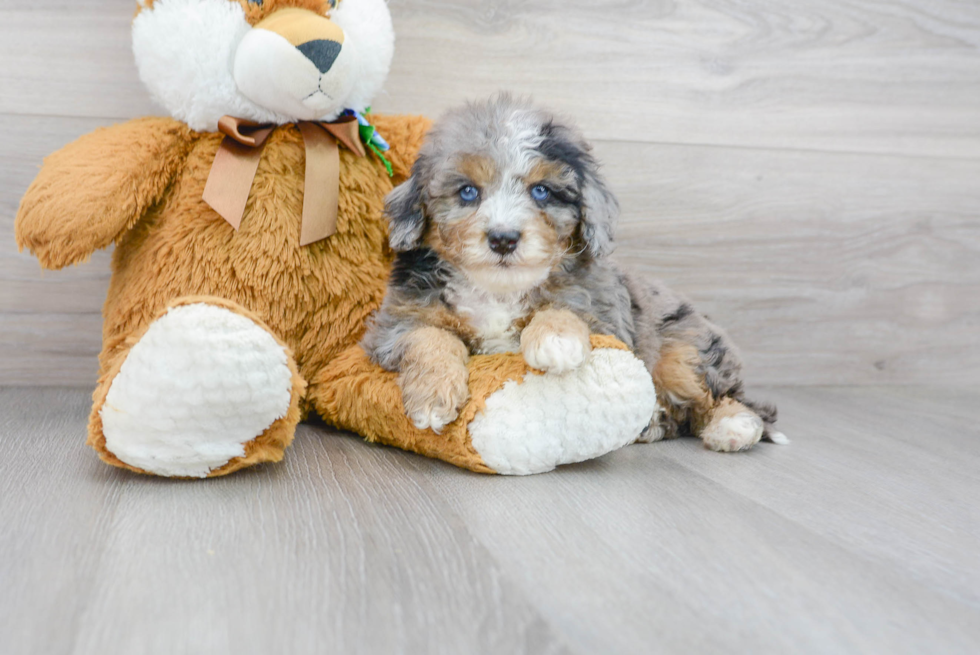 Cute Mini Bernedoodle Baby