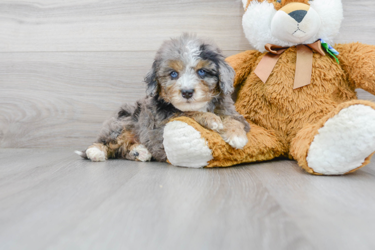 Mini Bernedoodle Pup Being Cute