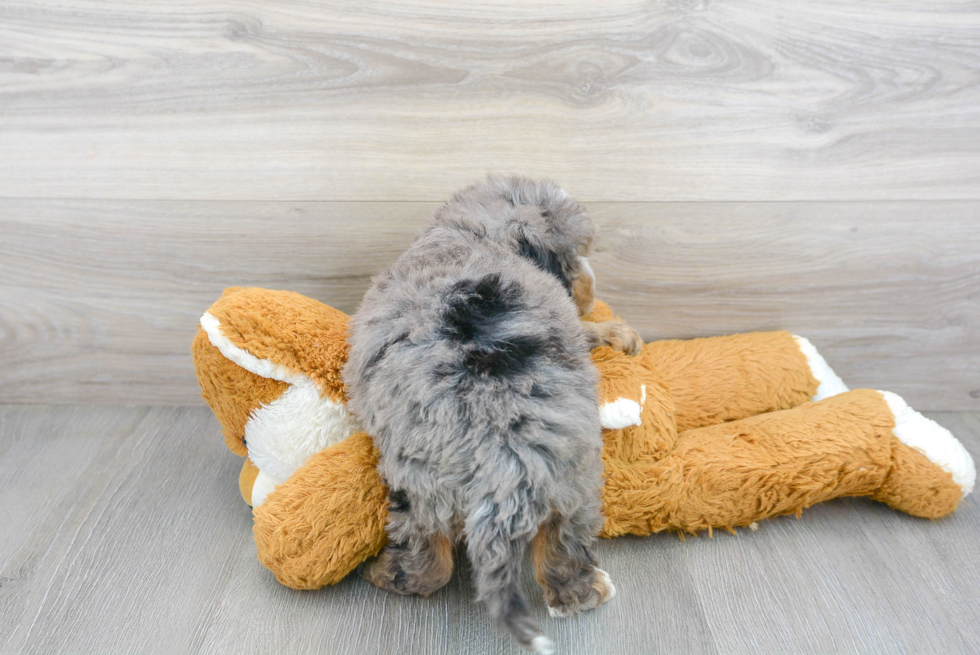 Little Mini Berniedoodle Poodle Mix Puppy