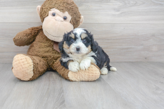 Fluffy Mini Bernedoodle Poodle Mix Pup