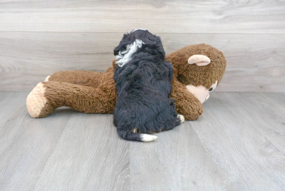 Happy Mini Bernedoodle Baby