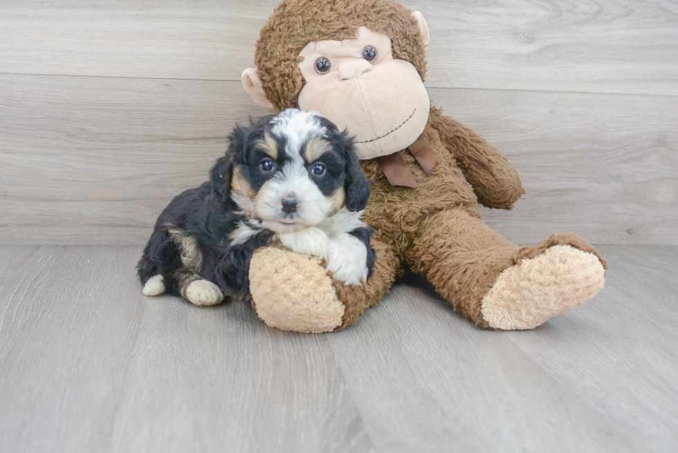 Mini Bernedoodle Pup Being Cute