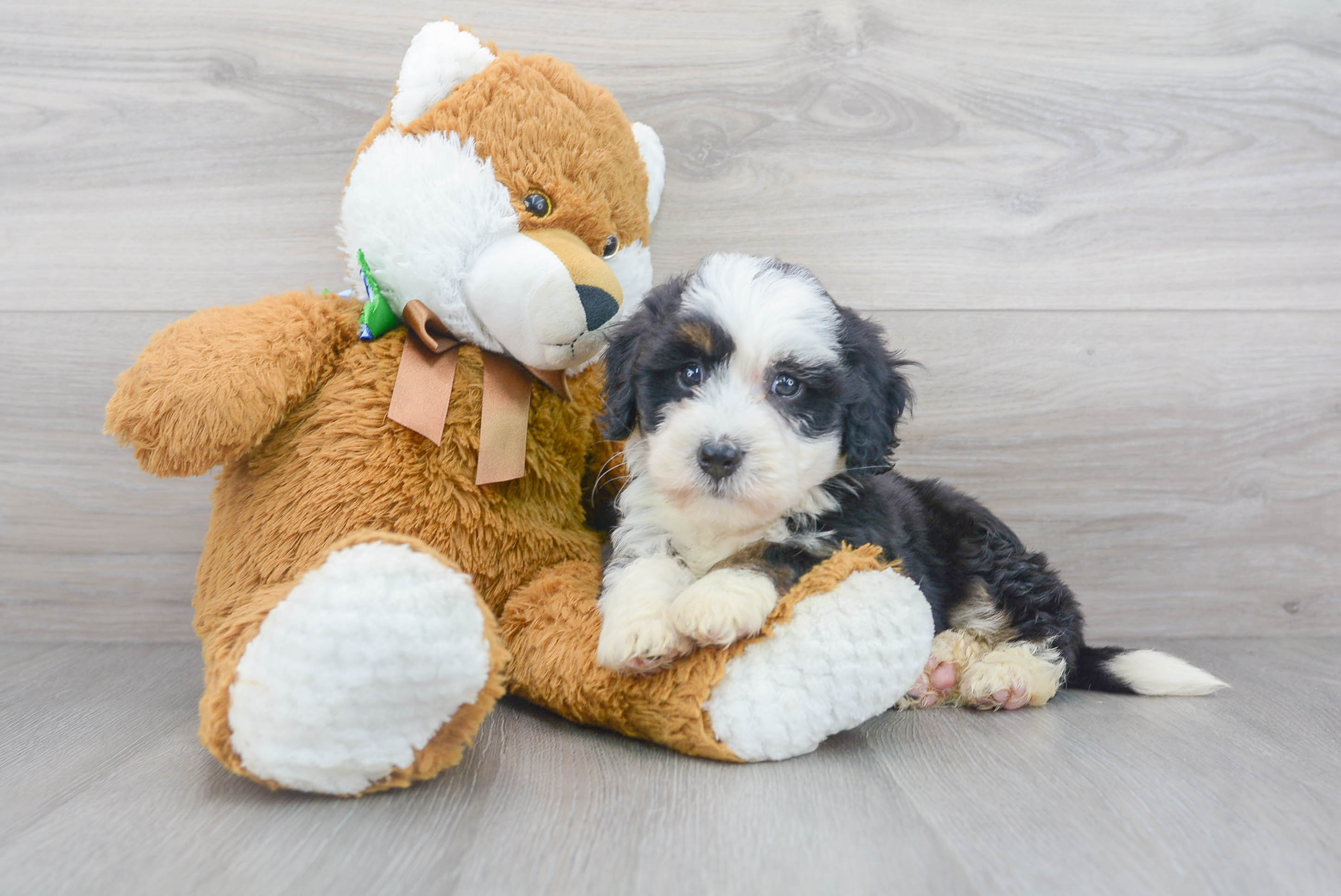 Cute Bernadoodle Poodle Mix Puppy