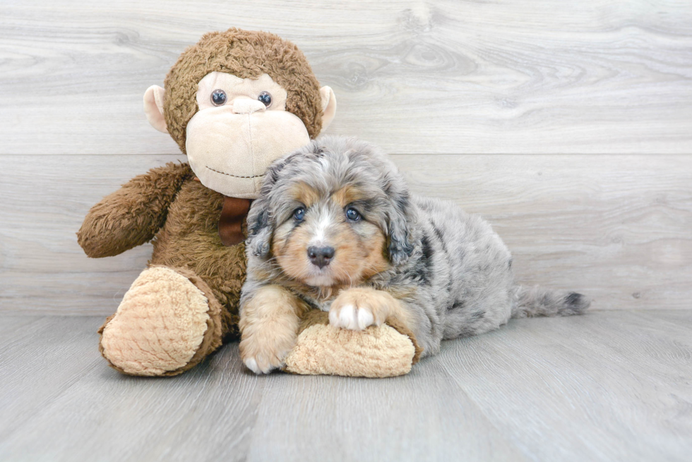 Petite Mini Bernedoodle Poodle Mix Pup