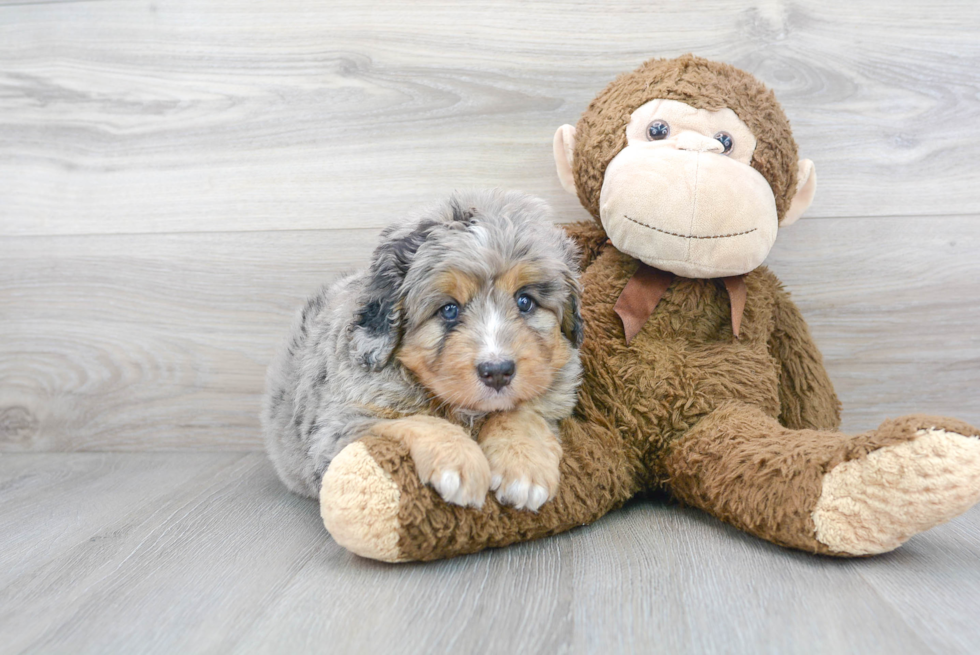 Mini Bernedoodle Pup Being Cute