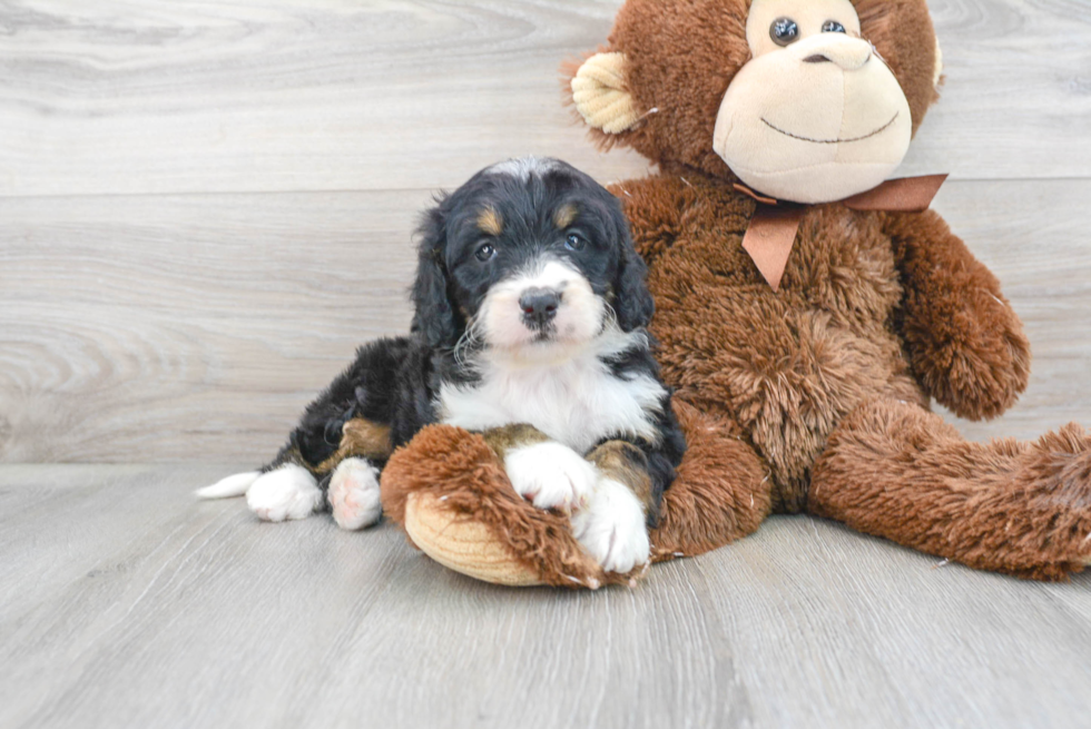 Sweet Mini Bernedoodle Baby