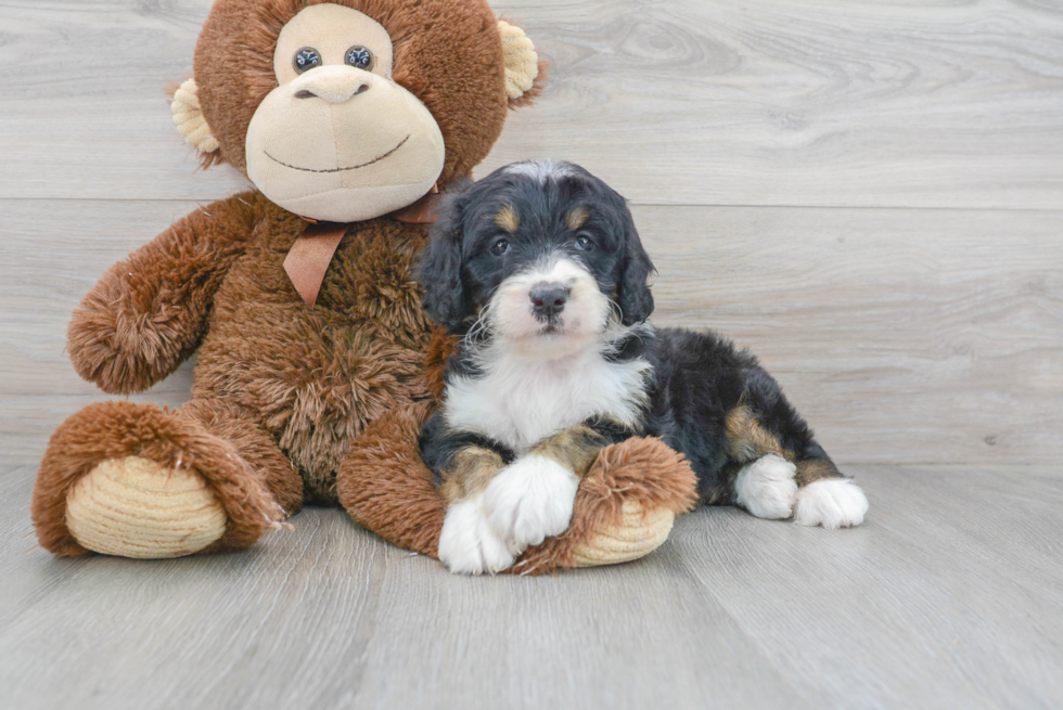 Mini Bernedoodle Pup Being Cute