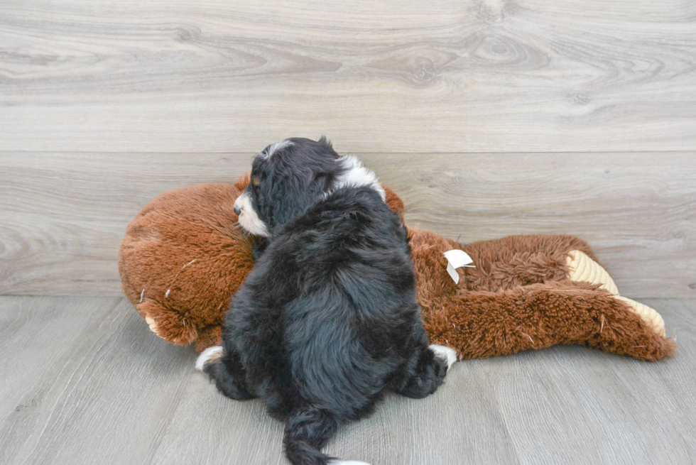 Mini Bernedoodle Puppy for Adoption