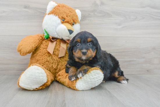 Mini Bernedoodle Pup Being Cute