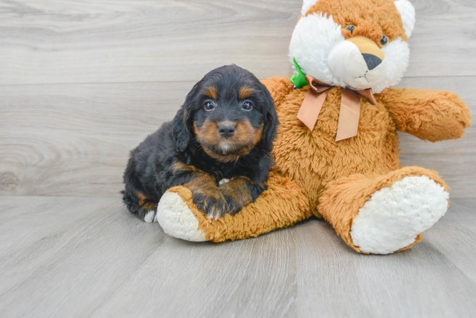 Mini Bernedoodle Puppy for Adoption