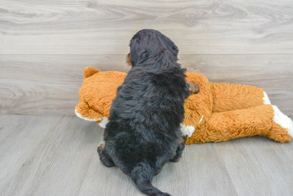 Mini Bernedoodle Puppy for Adoption