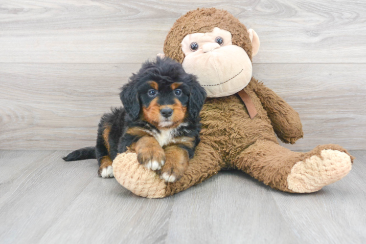 Best Mini Bernedoodle Baby