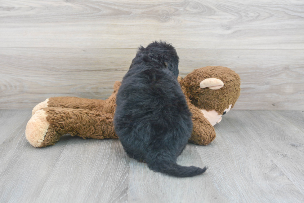 Mini Bernedoodle Pup Being Cute