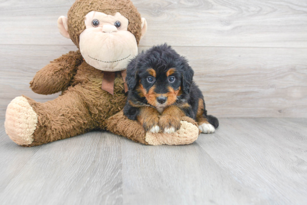 Best Mini Bernedoodle Baby