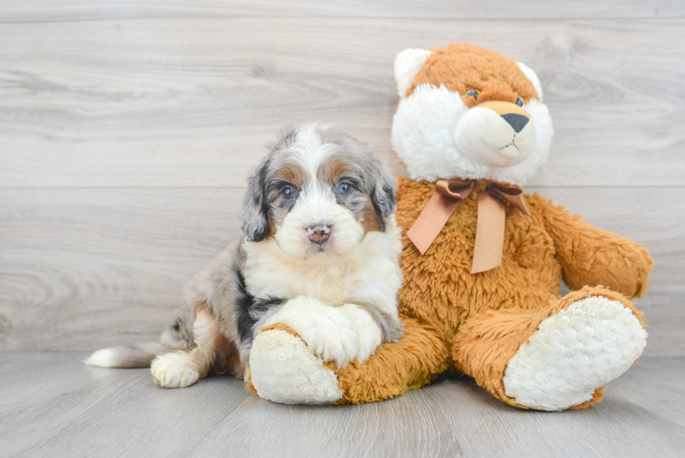 Best Mini Bernedoodle Baby