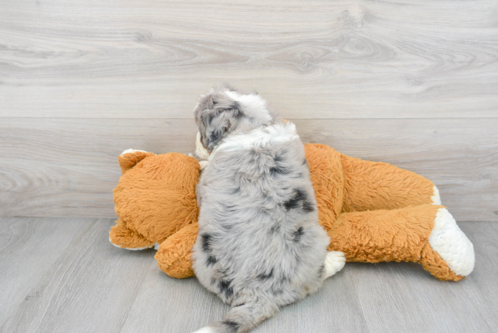 Mini Bernedoodle Pup Being Cute