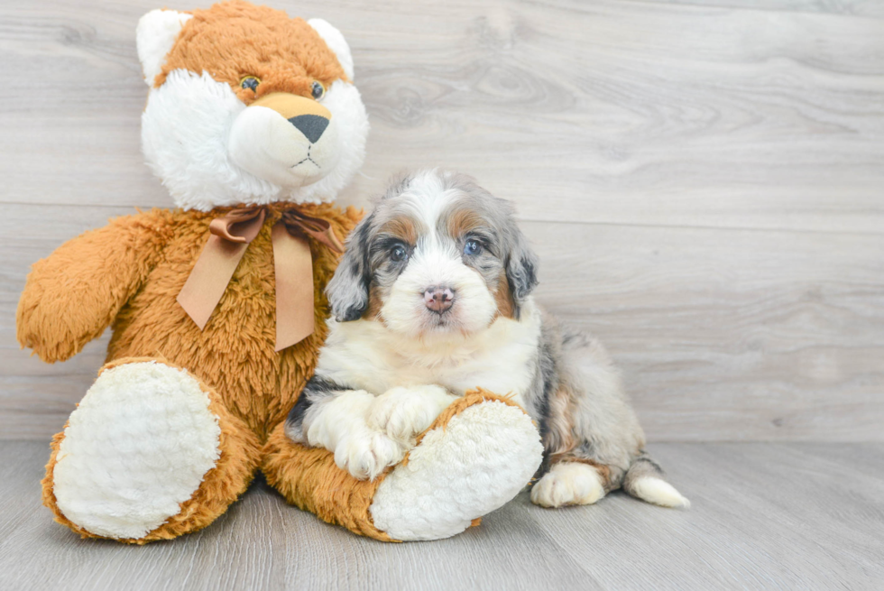 Adorable Bernadoodle Poodle Mix Puppy