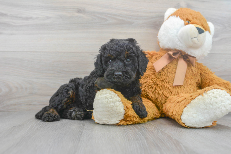 Best Mini Bernedoodle Baby