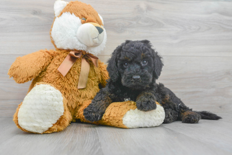 Mini Bernedoodle Pup Being Cute